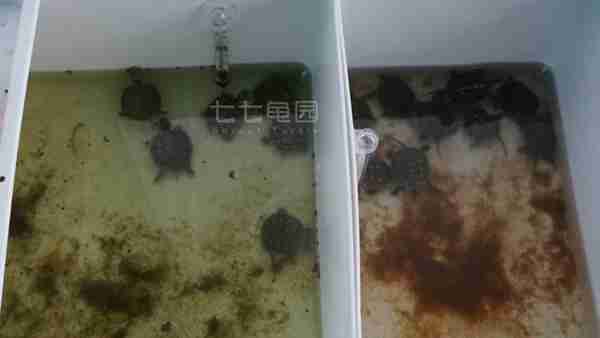 小鳄鱼龟怎么养长得快(小鳄龟开食技巧)照片 - 3 图片 - 3