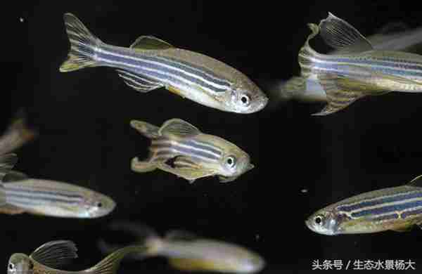 红蓝斑马鱼怎么养(一升水养几条斑马鱼)照片 - 4 图片 - 4